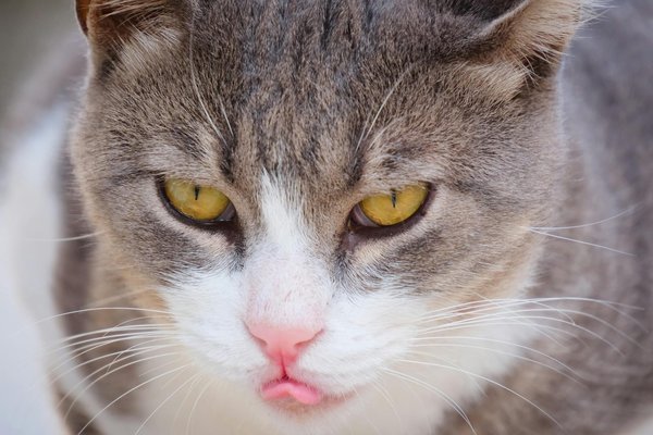 Essential Health and Wellness Strategies: Why They Matter